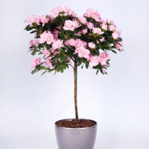 Pink Azalea Plant