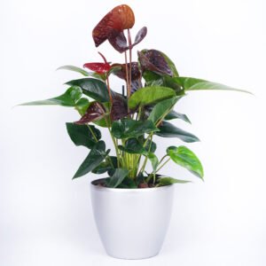 Anthurium Red Plant