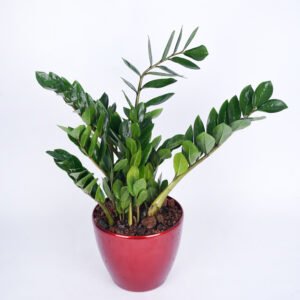 Zamioculcas
