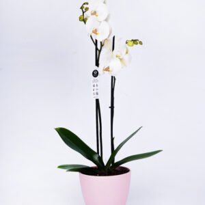 Classic Orchid Plant