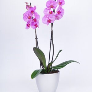 Pink Orchid Plant
