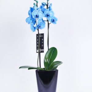 Blue Orchid Plant