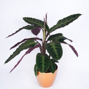 Calathea Plant
