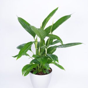Peace Lily Plant