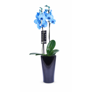 Blue Orchid Plant