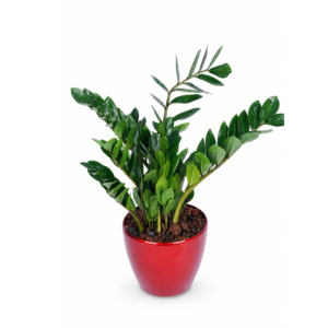 Zamioculcas