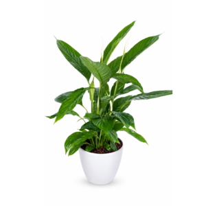Peace Lily Plant
