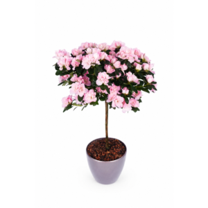 Pink Azalea Plant