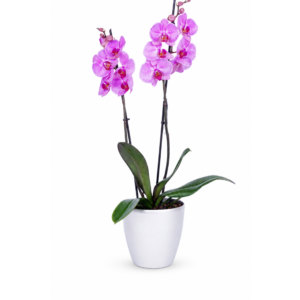 Pink Orchid Plant