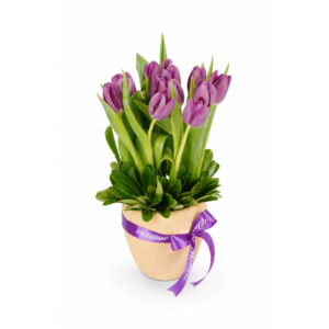Violet Spring