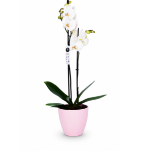 Classic Orchid Plant