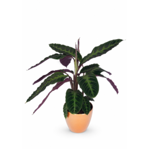 Calathea Plant