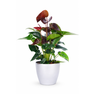 Anthurium Red Plant